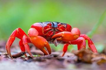 Cangrejo Rojo.