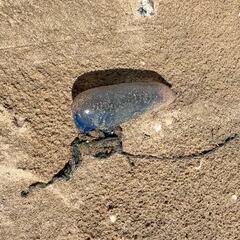 Una falsa medusa en Punta Umbría despunta en TikTok