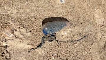 Falsa medusa en la playa de Punta Umbría
