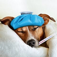 ¿Se puede pedir una baja laboral para cuidar a una mascota con la nueva Ley de Bienestar Animal?