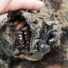 Hallan, por primera vez, restos intactos de un oso de las cavernas