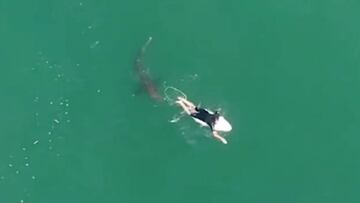 Vista desde el aire del surfista Matt Wilkinson remando sobre su tabla de surf con un tiburón blanco (o toro o cobrizo) detrás inspeccionando su leash (invento) en un mar de color verde. En Ballina (Australia).