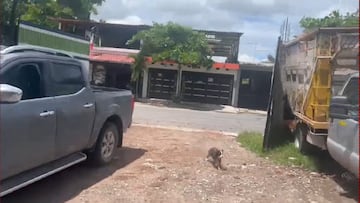Videos: Así sucedió el sismo de 7.7 en Coalcoman, Michoacán