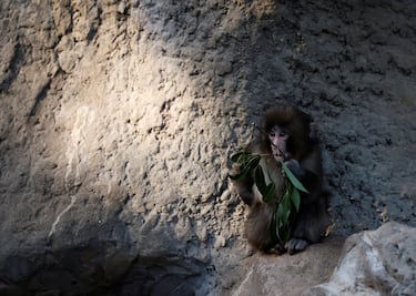 Estas agresiones se relacionan con la jerarquía estricta de los macacos japoneses y su falta de aprendizaje temprano.