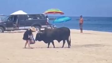 Toro en Baja California Sur oliendo el bolso de una mujer.