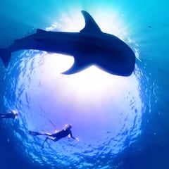Una buceadora graba imágenes inéditas del tiburón ballena