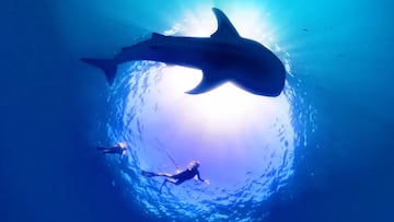 Tiburón ballena con una buceadora visto desde el fondo del mar