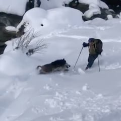 Un jabalí embiste a un esquiador en los Pirineos