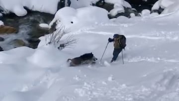 Jabalí corriendo hacia un esquiador fuera de pista en los PIrineos.
