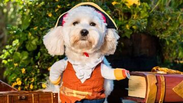 Rare prepara un calendario benéfico y perruno en favor de la accesibilidad