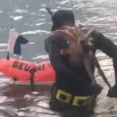 TBT: Un pulpo se engancha a la espalda de un buceador español