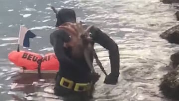 Un pulpo en la espalda de un buceador