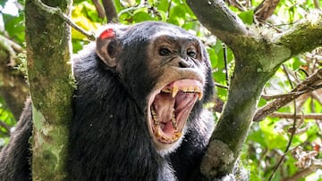 Shouting a Angry Chimpanzee. The chimpanzee (Pan troglodytes) shouts in rain forest, giving signs to the relatives. Uganda. Africa