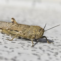 Plaga de langostas en Extremadura