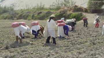 Bono agrario: de cuánto será este nuevo subsidio y quiénes podrán acceder a él