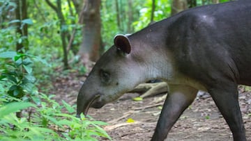 The South American tapir is the largest surviving native terrestrial mammal in the Amazon.
