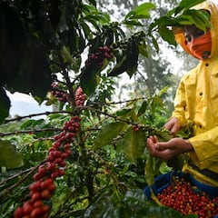 ¿Cómo cerró la producción de café en Colombia en 2022 y cuáles son las previsiones para este año?