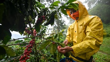 Ingresos por exportaciones hondureñas de café suman 723.32 millones de dólares