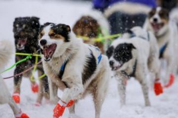 Acto ceremonial del comienzo de la carrera de trineos con perros que se celebró el pasado sábado en Anchorage, Alaska.