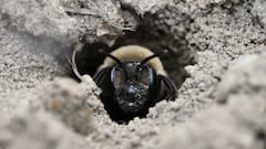 Emergen cinco millones de abejas del suelo de un cementerio y surge el desconcierto científico: “Necesitan protección”