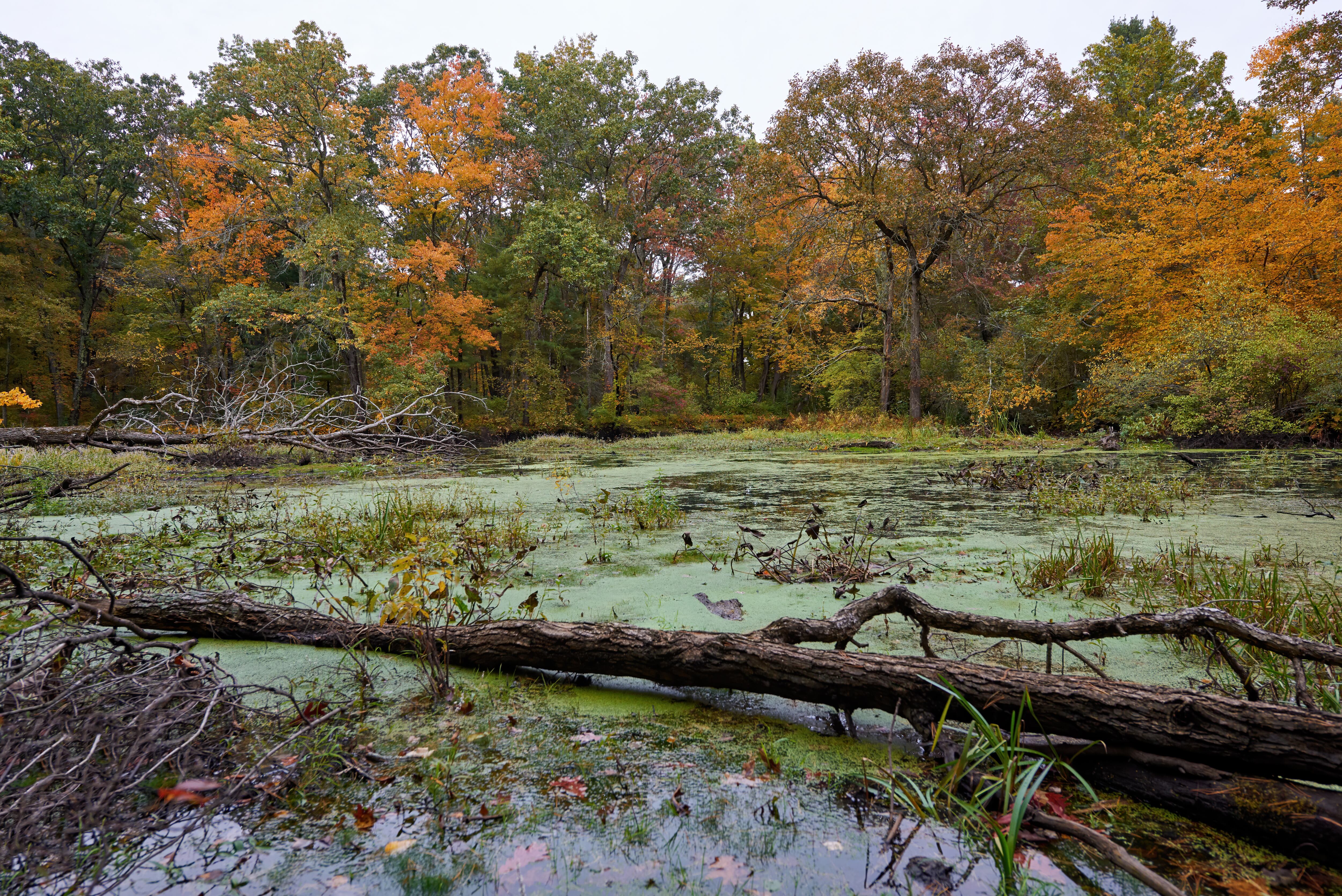Swamp surrounded with multicolored trees, dry branches and trunks on the ground in Massachusetts, USA