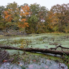 Una pareja jubilada se va a vivir a una casa flotante de 25 metros en mitad de un pantano: “Me decían que estaba loco”