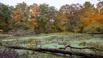 Swamp surrounded with multicolored trees, dry branches and trunks on the ground in Massachusetts, USA