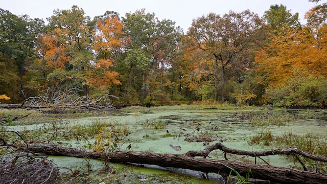 Scientific studies support the use of submerged trees as a key tool to improve the health of rivers and streams.