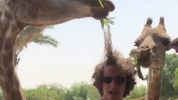 Una jirafa se come el pelo de David Luiz.