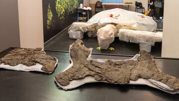 GRAFCAT3360. COLL DE NARGÒ (LLEIDA) (ESPAÑA), 17/11/2022.- Investigadores del Instituto Catalán de Paleontología Miquel Crusafont (ICP), del Museo de la Conca Dellà (MCD) y de la universidad checa de Masaryk, Brno (MU), han descubierto en el Pirineo leridano los restos de la tortuga marina más grande de Europa.Según han explicado hoy jueves en rueda de prensa, se estima que el ejemplar de la nueva especie Leviathanochelys aneigmatica medía 3,7 metros de largo y que los fósiles, que se excavaron en el municipio de Coll de Nargó (Lleida), tienen una antigüedad de hasta 83 millones de años.  17-11-2022 Coll de Nargó (Alt Urgell). Presentación del caparazon de tortuga marina mas grande de Europa, encontrado en el Pirineo de Lleida. En la imagen restos del caparazón y maqueta de la tortuga a tamaño real.EFE/ Ramon Gabriel
