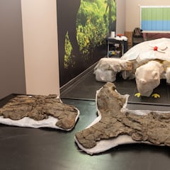 Hallan en los Pirineos restos de la tortuga más grande del mundo