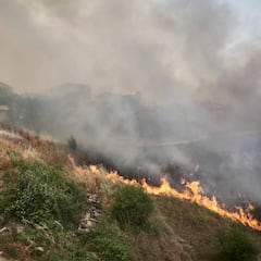 Mueren por estrés 12 de los 800 animales del parque Sendaviva
