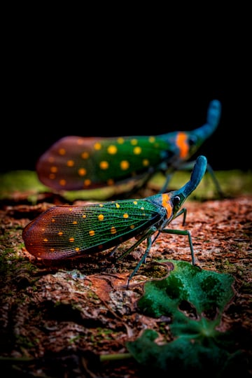 Los colores de estas moscas, una sinfona de verdes, naranjas y amarillos parecen brillar ante un fondo oscuro.