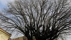 Lavalleja-Las Heras-Grandoli: el origen del fenómeno Messi