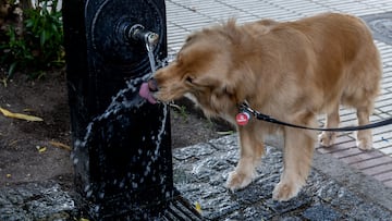 Un perro bebe agua de una fuente, durante un episodio de calor ¡°extraordinario¡±, a 31 de mayo de 2025, en Madrid (Espa?a). Seg¨²n la Agencia Estatal de Meteorolog¨ªa (AEMET), desde el mi¨¦rcoles 29 de mayo hasta ma?ana, domingo 1 de junio, la capital est¨¢ registrando m¨¢ximas que superan los 35 ? C, algo muy poco habitual para estas fechas y que podr¨ªa batir el r¨¦cord hist¨®rico de temperatura m¨¢xima en mayo, fijado en 35,5 ? C en el observatorio de El Retiro.
31 MAYO 2025;AEMET;CLIMA;CALOR;TIEMPO;CALIMA;TIEMPO;TEMPERATURA;FUENTE
Ricardo Rubio / Europa Press
31/05/2025