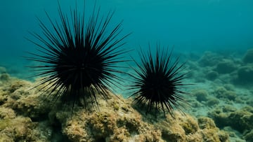 Already under pressure because of the rising temperature of the ocean and water pollution, the coral reef in Hōnaunau Bay faces a new threat.