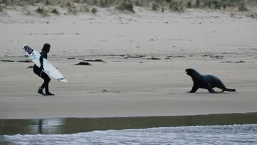 El surfista profesional, perseguido por un le&oacute;n marino en Nueva Zelanda