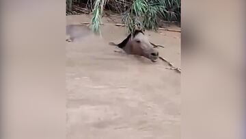 Un caballo arrastrado por la corriente se salva de la muerte por las indicaciones de las personas