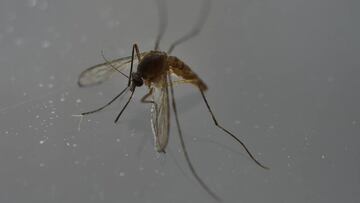 Nace en Barcelona el primer bebé español con microcefalia causada por el virus del zika.