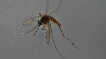 Nace en Barcelona el primer beb&eacute; espa&ntilde;ol con microcefalia causada por el virus del zika.