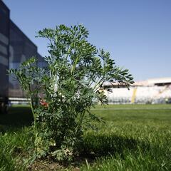 El llamativo regreso de la ruda que marcó el partido del Cacique