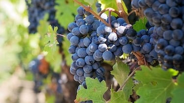 Ni aceite ni jamón: el producto ‘made in Spain’ que ha bajado al tercer puesto en el ranking de la producción europea