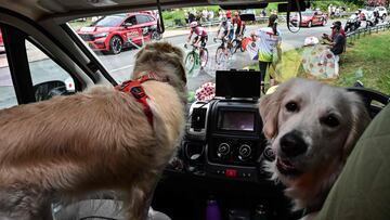 Estos dos perros cogieron asientos privilegiados, desde dentro del vehículo vieron pasar a los corredores sin perderse un detalle de la etapa.
