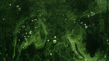 ¿Para qué sirve la espirulina? Estas son sus propiedades y beneficios