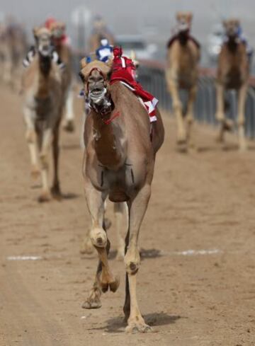 Se celebró en Dubai la Al Marmoom Heritage Festival, un acontecimiento que promueve el deporte tradicional de la carrera de camellos en la región. Los participantes lo hacen a través de un jinete robótico con control remoto. 