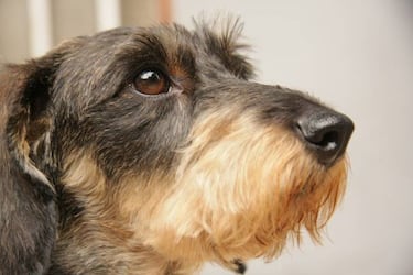 A la hora de elegir perro de caza…
