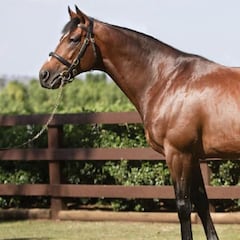 Galileo, el caballo que vale más que Cristiano y Messi juntos