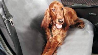 Viajar con mascotas: Destinos, hoteles y accesorios