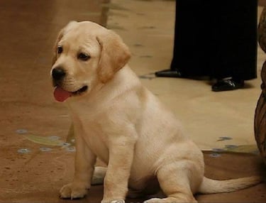 Los 10 animales más caros del mundo