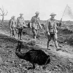 ¿Quién ganó la gran guerra del Emú? El conflicto surrealista en Australia